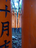 Fushimi Shrine by Ellen Hall