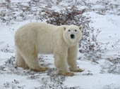 Polar Bear in Churchill by Marcia Goldstein