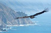 California Condor by Doug Croft