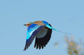 Violet Breasted Roller in Flight by Doug Croft