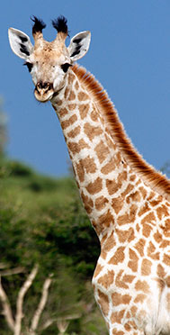 Giraffe