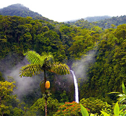 Costa Rica Valley with Waterfall and Banana Tree