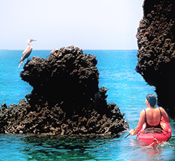 Galapagos Island - Kayaker and Bird